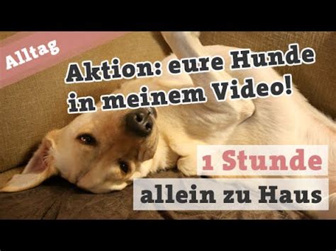 Deshalb ist es wichtig, dass in den ersten monaten immer ein familienmitglied zu hause ist oder der hund mitgenommen wird. Hund allein zuhause | 1h mit Labrador Jimmy und Klaus ...