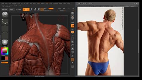 The muscles of the back can be divided in three main groups acc. Understanding the Back Muscles Anatomy of the Torso for ...