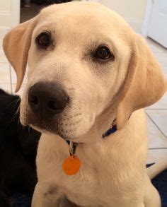 These fluffy, loving great pyrenees mix puppies are a cross between the great pyrenees and another dog breed. Great Pyrenees black lab mix | puppy love | Pinterest ...