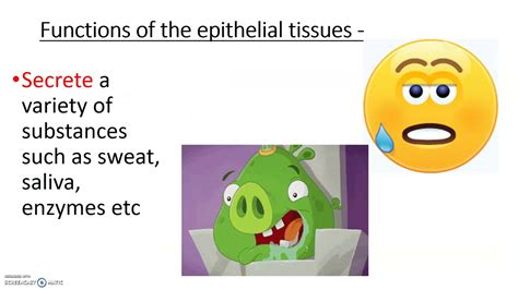 The clear differences are the lack of cell walls, chloroplasts and vacuoles and the presence of flagella, lysosomes and centrosomes in animal cells. ANIMAL TISSUES- PART1 - YouTube