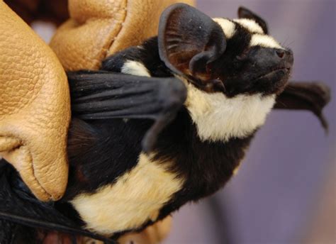 It was described as a new species in 2014. Natureza - 'Morcego-panda' é identificado por ...