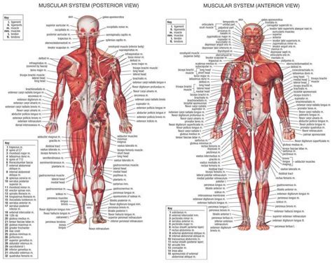 The femur is the only bone located within the human thigh. Diagram Of All Muscles In The Human Body | MedicineBTG.com