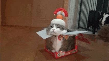 Great new birthday gif images! Cat GIF - Find & Share on GIPHY