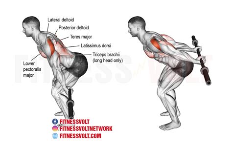 Third, it very important that your elbows stay above your wrists. How To Do Bent-Over Barbell Reverse Raise (Shoulders ...