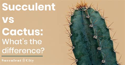 Cactus fertilizer differs from other fertilizers in that it is much more diluted. Succulents vs Cacti— What's the Difference ...