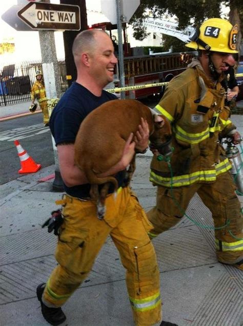 Santa barbara festival ballet 1019 chapala st (256 feet se). Santa Monica Fire Department Saves Unconscious Dog from ...