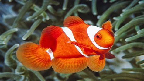 Berburu ikan hias di alam liar! fish share: GAMBAR IKAN HIAS CLOWNFISH 5