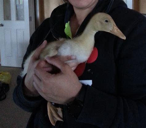 Orpingtons tolerate warmer climates but need to have access to shade during the heat of the day. Cheeps and quackers: 20 weeks of Buff Orpington ducks