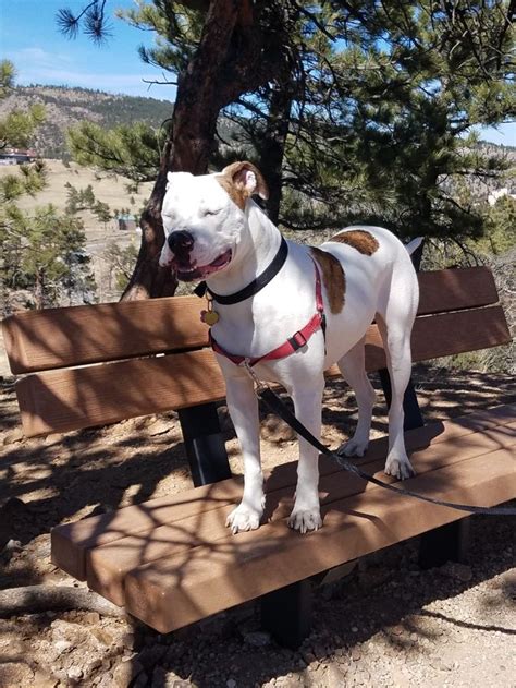 Ideal standard males should measure between 23 to 27 inches at the withers and weigh from 75 to 115 pounds. Pin by Holli Drake on My McLovin, American Bulldog ...