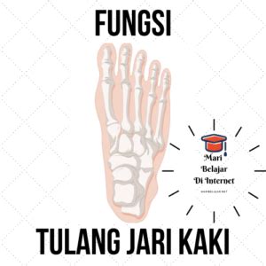 Check spelling or type a new query. Fungsi Tulang Jari Kaki - Maribelajar.net