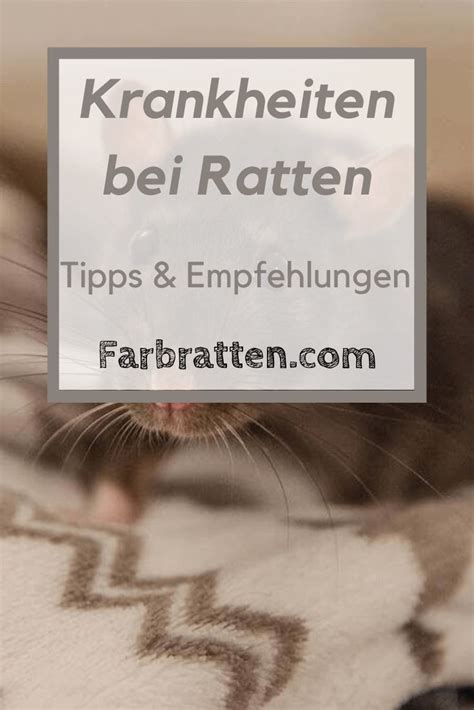 Wann wird eine kastration bei einem männlichen meerschweinchen nötig? Ratten Krankheiten und Symptome 🐭 Therapiemöglichkeiten ...