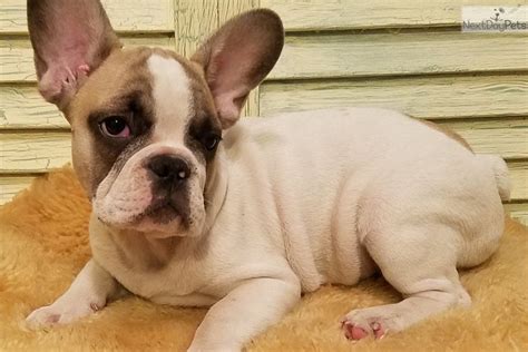 Check out our puppy our ultimate goal is to treat their dogs like they were forever their own pet and to give our clients the best experience that doesn't end after just one meet and greet. Pin by Deborah Trevino on FRENCHIE BABIES BORN 05/17/17 ...