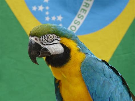 Grün ist vielmehr die farbe des hauses braganza, gelb die der habsburger. Wisst ihr woher die brasilianische Flagge ihre Farben her ...