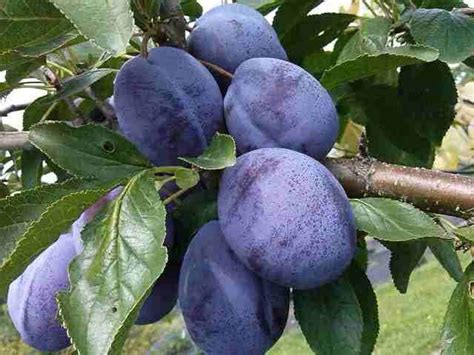 Stanley plums are excellent for fresh eating, canning, preserves and drying. Prunus 'Stanley'. Stanley Plum. | Prunus, Plum, Edible