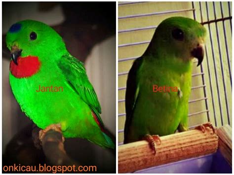 Jika lovebird sobat memiliki ciri yang satu ini, maka. Ciri-Ciri Perbedaan Burung Srindit Jantan Dan Betina ...