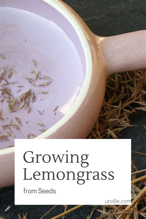 Maybe you would like to learn more about one of these? Growing Lemongrass from Seeds | Grow lemongrass, Lemon ...