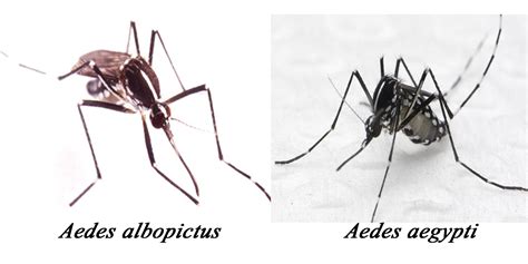 A house without stagnant water sources like an empty flower pot, or unclogged drains, are able to prevent breeding grounds for aedes mosquitoes, they said in a facebook statement today on july 30. BioDNA: Febre Chikungunya: nova epidemia no Brasil