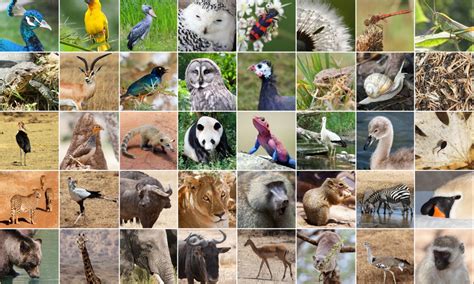 Before you seal the holes that the go back to the main how to get rid of wild animals page for more information about what to do if you. What's your favourite animal? Researchers want to know