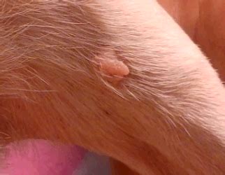 Sebaceous cysts can occur in any breed of dog. Sebaceous Adenoma Dog Removal