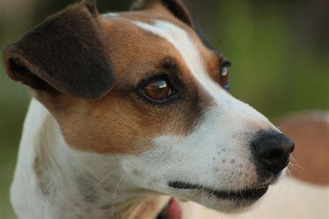 The jack russell terrier is a true working terrier. Terrier de Jack Russell - Perros - webanimales.com