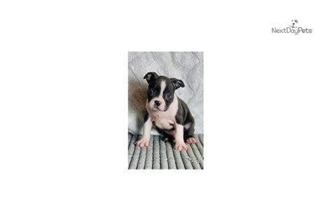 Indicative of its name, the boston terrier originated in boston in 1870, when a man named robert c. Baloo: Boston Terrier puppy for sale near Akron / Canton ...