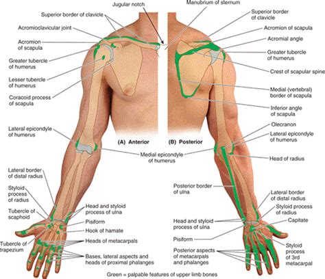 Anatomy atlas of the upper limb: Surface anatomy of bones of upper limb | Body anatomy ...