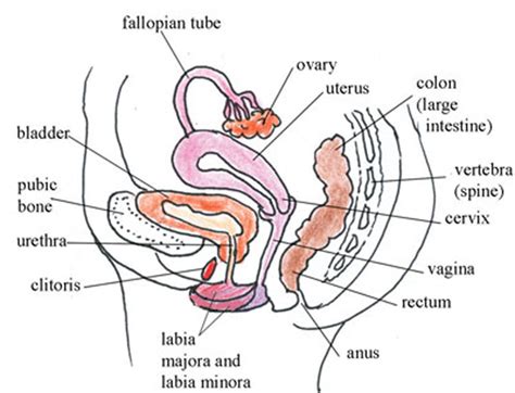Stomach, saclike expansion of the digestive system, between the esophagus and the small intestine; FEMALE REPRODUCTIVE SYSTEM DIAGRAM - Unmasa Dalha
