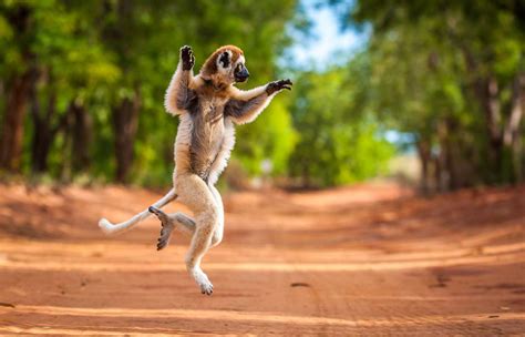 4006, ambohijatovo, ivandry, antananarivo 101, madagascar. Lemuri endemici del Madagascar, l'origine - Mada viaggi ...