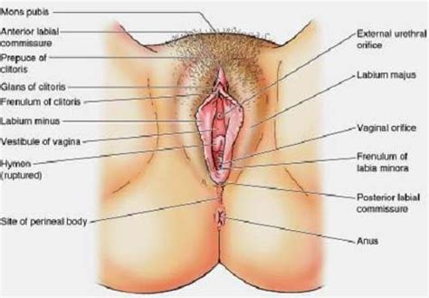 Stephen w leslie, md, facs. Female genitalia diagram