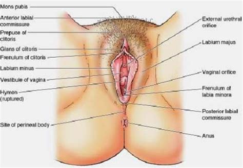 This is known as ejaculation. Female genitalia diagram