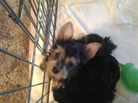 Adopt a pet at the oregon humane society in portland. Cute AKC Yorkie Puppies for Sale in Medford, Oregon Classified | AmericanListed.com