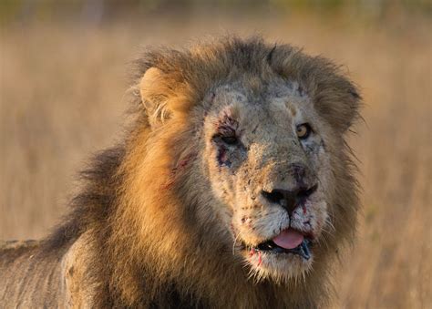 Male pornstars use penile injections to last longer during filming. How Long Can the Majingilane Last? | Londolozi Blog