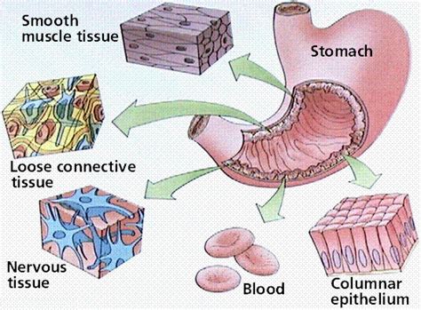 A group of animal cells with similar size, shape and specific functions are called animal tissues. සත්තව පටක ........ - උසස්පෙළ ජිවවිද්‍යාව