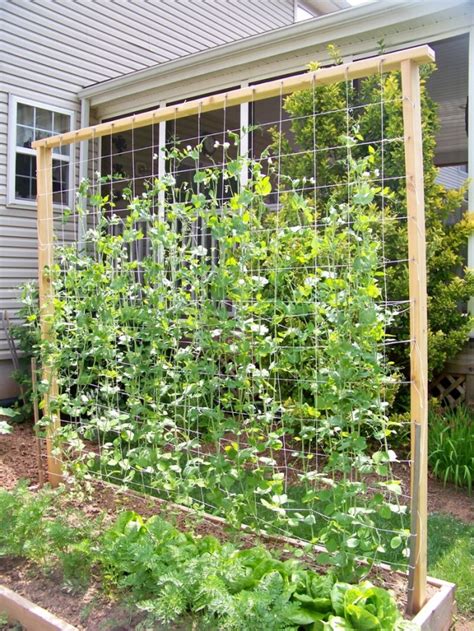 It is attached to a chain link fence for stability using zip ties and horizontal stalks every 8 inches or so, super sturdy! 13 Exceptional DIY Trellis Ideas For You Garden