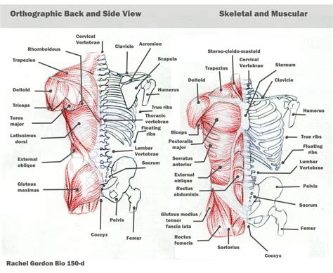 Myofascial trigger point reference including referred pain and muscle diagrams as well as symptoms caused by triggerpoints. Torso - bones and muscles by ArsonAnthemKJ on DeviantArt ...