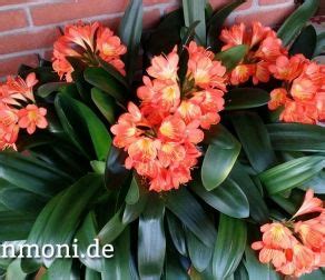 Wenn man im herbst rosen anpflanzt, ist es nicht das wichtigste, sich zu beeilen. Im Frühjahr Rosen abdecken, schneiden, düngen ...