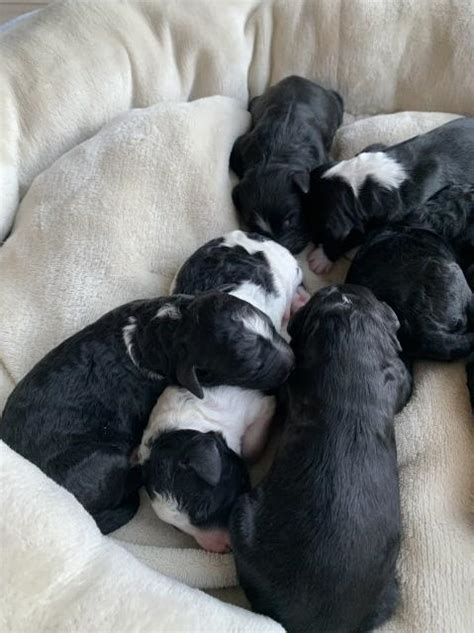 Cornerstone's bernese mountain dog puppies puppies available for adoption below you'll find the bernese mountain dog puppies cornerstone berners currently has available for adoption. Bernese Mountain Dog puppy dog for sale in Elgin, Illinois
