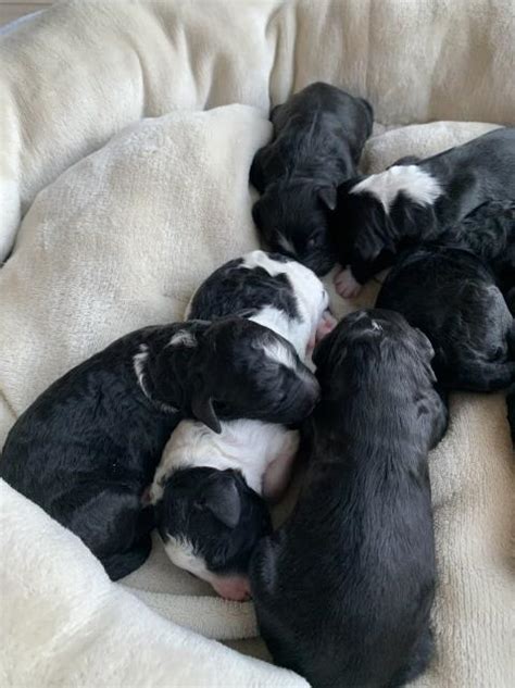 The are becoming very loving and getting more adventurous. Bernese Mountain Dog puppy dog for sale in Elgin, Illinois