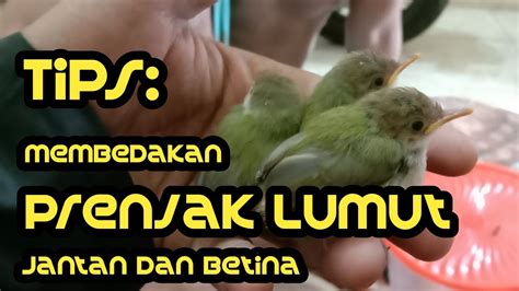 Ciri jantan dan betina cucak hijau termasuk burung dimorfik, yakni terdapat perbedaan ciri fisik yang bisa untuk burung jantan, pada dagu dan tenggorokan berwarna hitam, sedangkan betina hijau. Burung Cucak Lumut Jantan Dan Betina / Ragam Suara Burung ...