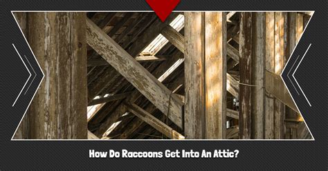 Its time you use your diy pest control skills to prevent pest infestations, avoid bites and stings. Wildlife Control Knoxville: How Do Raccoons Get Into An Attic?