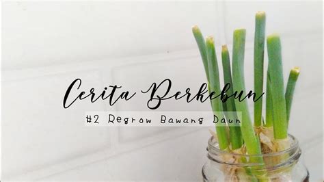 Of garlic sebutir bawang putih. Regrow + foodprep Daun Bawang | Silent Video - YouTube