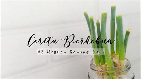 Of garlic sebutir bawang putih. Regrow + foodprep Daun Bawang | Silent Video - YouTube