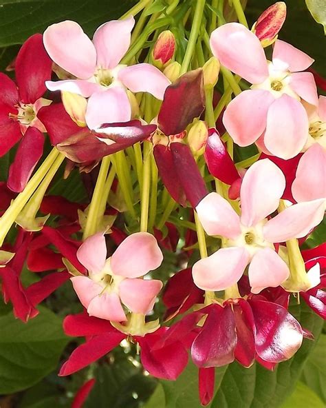 Pink and white flowers plant. RANGOON CREEPER Single Flower Pink Red Exotic Fragrant ...