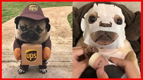 Keep reading to find over 100 french bulldog names, ranging from cute to funny to famous. Funny and cute french bulldog puppies compilation 🔴 Perro ...