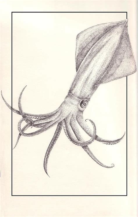 Hi lovely people of the csvids. Squid Drawing by Arika Gloud