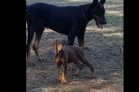 However, the band did not fully launch and emerge into the music world until a year later. Doberman Gang Kennels - Doberman Pinscher Puppies For Sale ...