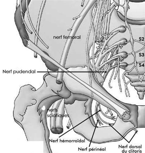 Il existe quantitativement un fort pourcentage de fibres l'atteinte du nerf pudendal et du nerf tibial, et la présence constante de douleurs fessières La hanche et le bassin - Inforhumato.com