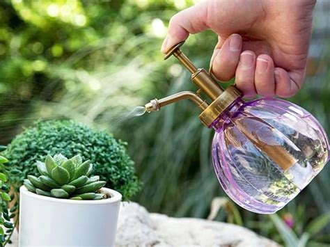 That answer is that it can depend on a wide range of different factors. How Often Should I Water My Succulents