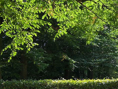 Profitieren sie von der langjährigen erfahrung der gartenbaufirmen im gartenbau! Walter Brandenburg Garten-, Landschafts- und Sportplatzbau ...