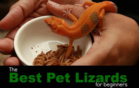 The most popular is likely the leopard gecko, which is a good starter reptile and is also popular with experienced owners. Best Pet Lizards for Beginners: Easy to Keep & Buy